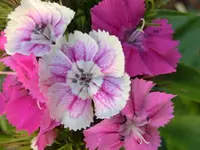 CIMG0059.webp