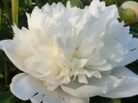 CIMG0065.webp