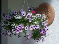 Hängeampel.webp