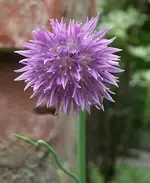 Schnittlauch.webp