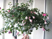 fuchsie.webp