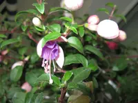 fuchsie1.webp