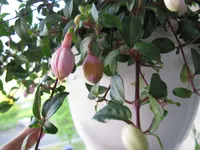 fuchsie2.webp