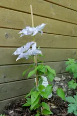 20120522-102543-MIO_4399.webp