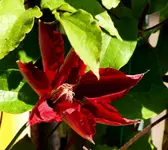 einzelne Blüte Rebecca_smaller.webp