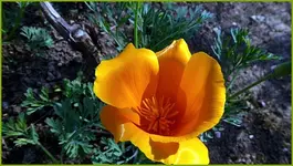 Cal. Mohn.webp