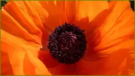 Mohn.webp