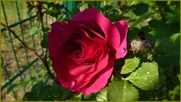 Wild Edric (2).webp
