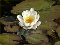 Seerose (2).webp