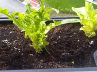 IMG00520-20120524-0746.webp