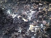 IMG00522-20120524-0746.webp