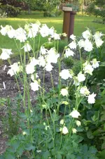 Garten 05 2012 5 006.webp