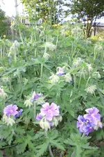 Garten 05 2012 5 007.webp