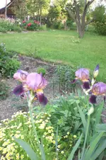 Garten 05 2012 5 009.webp