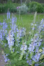 Garten 05 2012 5 010.webp