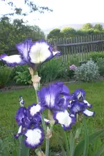 Garten 05 2012 5 011.webp