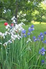 Garten 05 2012 5 012.webp