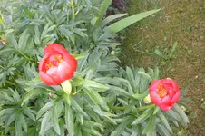 Garten 05 2012 5 013.webp