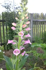 Garten 05 2012 5 014.webp