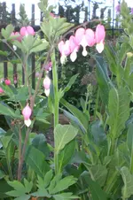 Garten 05 2012 5 015.webp
