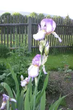 Garten 05 2012 5 017.webp