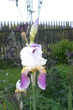 Garten 05 2012 5 018.webp
