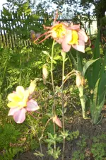Garten 05 2012 5 020.webp