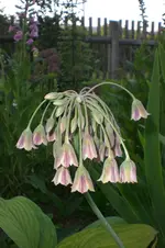 Garten 05 2012 5 022.webp