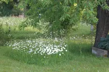 Garten 05 2012 5 025.webp