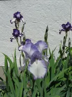 IMG_0145klein.webp