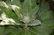 unbekannte Pflanze.webp