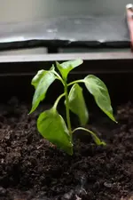 trauriger paprika.webp