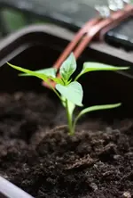 glücklicher paprika.webp