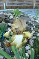 P1250510.webp