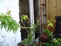 P2120193.webp