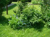 Auch die Flockenblume und die Edelpäonie haben ihn.webp
