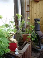 P2120189.webp