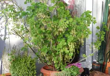 DSC_4600.2.webp