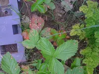erdbeere.webp