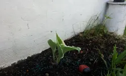 20120525_073547[1].webp
