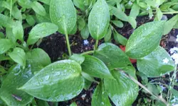 20120525_073602[1].webp
