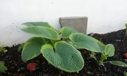 20120525_073538[1].webp