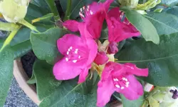 20120525_073517[1].webp