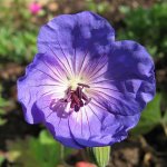 geranium  Buxton´s bBue.jpg