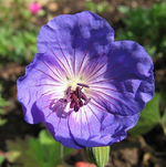 geranium  Buxton´s bBue.webp