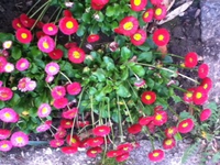 Vorgarten Bellis.webp