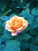 die erste Gishelane.webp