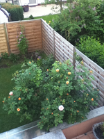 die Gishelane 3.webp