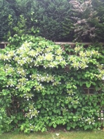 die Kletterhortensie.webp