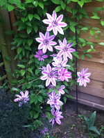 die Nelly Moser.webp